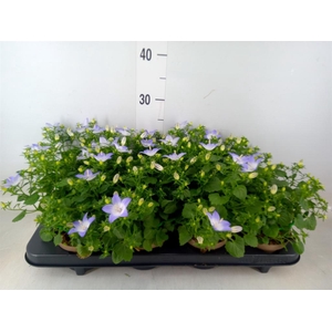 Campanula isoph. 'Berlin Bicolor'