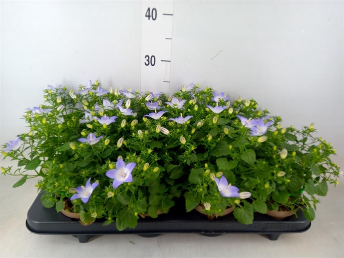 <h4>Campanula isoph. 'Berlin Bicolor'</h4>