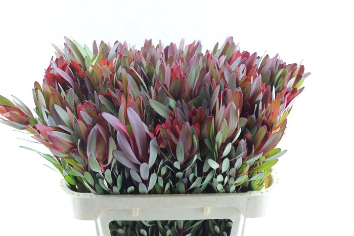 <h4>Leucad Saf Sunset M</h4>