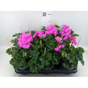 Pelargonium pelt.   ...