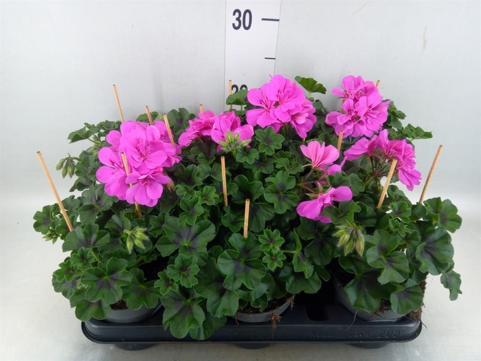 <h4>Pelargonium pelt.   ...</h4>