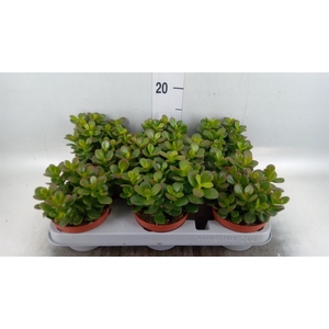 Crassula ovata 'Minor'