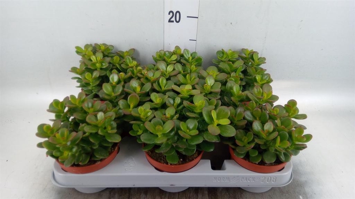 <h4>Crassula ovata 'Minor'</h4>