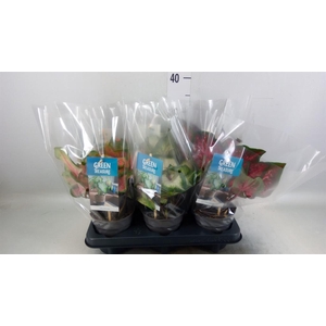 Caladium   ...mix