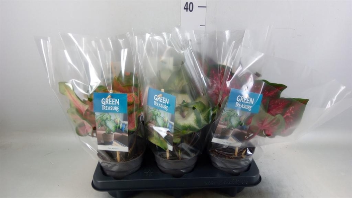 <h4>Caladium   ...mix</h4>