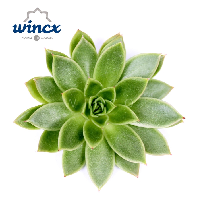 <h4>Echeveria Agavoides Cutflower Wincx-8cm</h4>