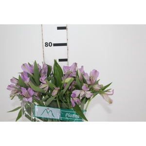 ALSTROEMERIA PLATINA 080 CM