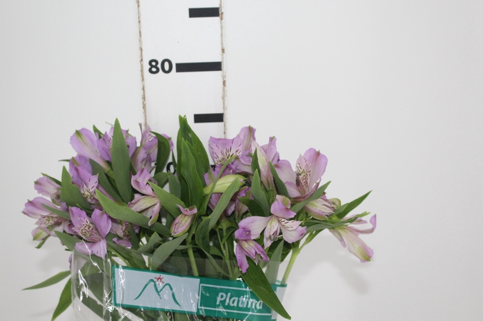 <h4>ALSTROEMERIA PLATINA 080 CM</h4>