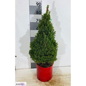 PICEA AB CONICA