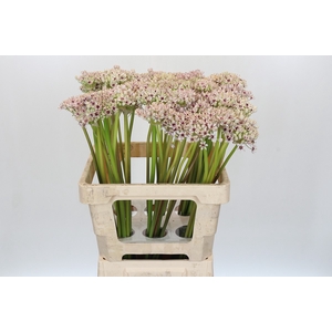 Allium Silverspring