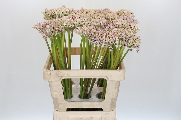 <h4>Allium Silverspring</h4>