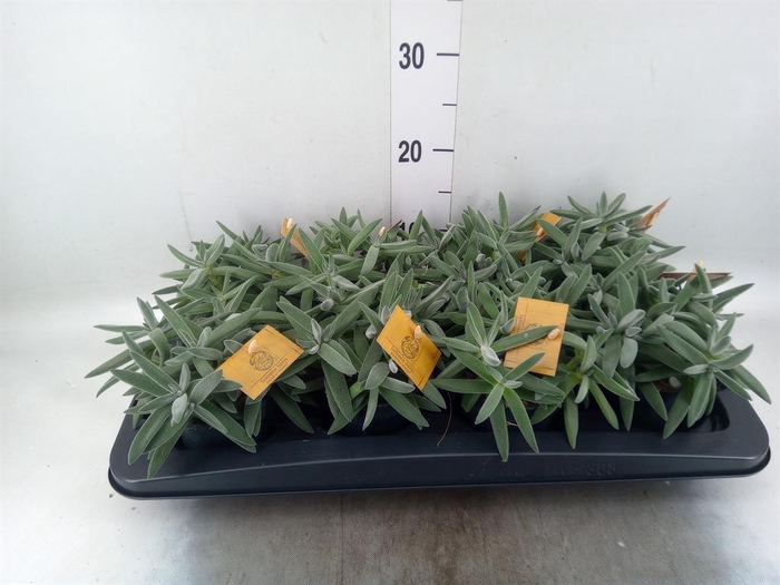 <h4>Crassula  'Kraaiepootje'</h4>