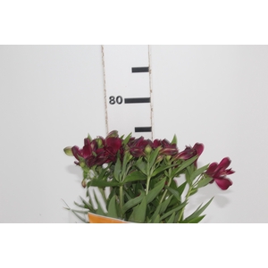 ALSTROEMERIA XANADU 080 CM ROXO