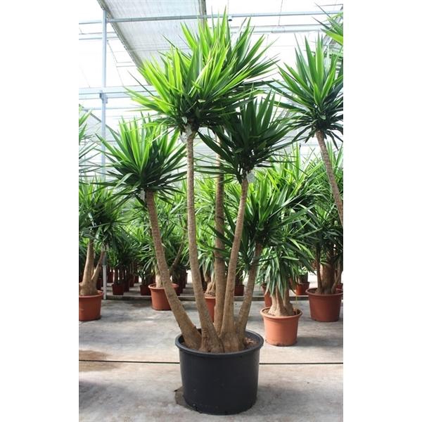 <h4>Yucca elephantipes 5+ armen</h4>