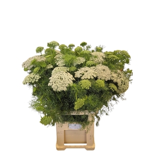 AMMI VISNAGA