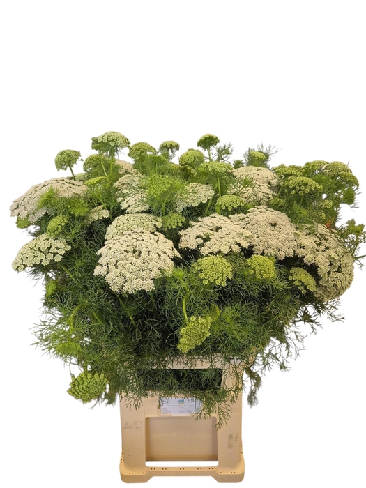 <h4>AMMI VISNAGA</h4>