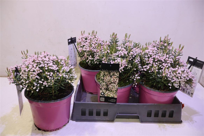 <h4>Androm Po Compacta</h4>