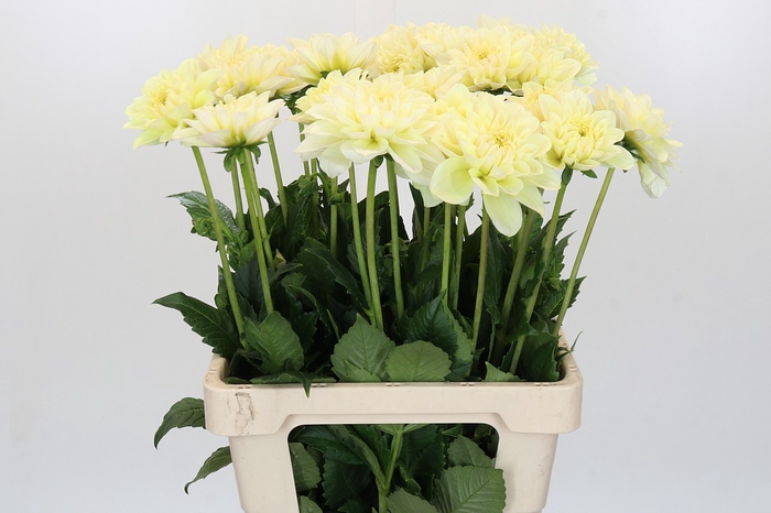 <h4>Dahlia Champagne</h4>