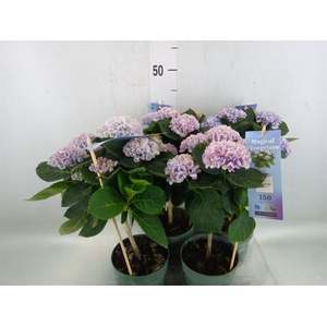 Hydrangea mac. 'Magical Revolution'