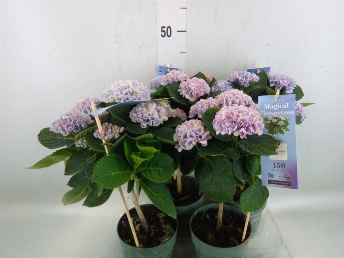 <h4>Hydrangea mac. 'Magical Revolution'</h4>