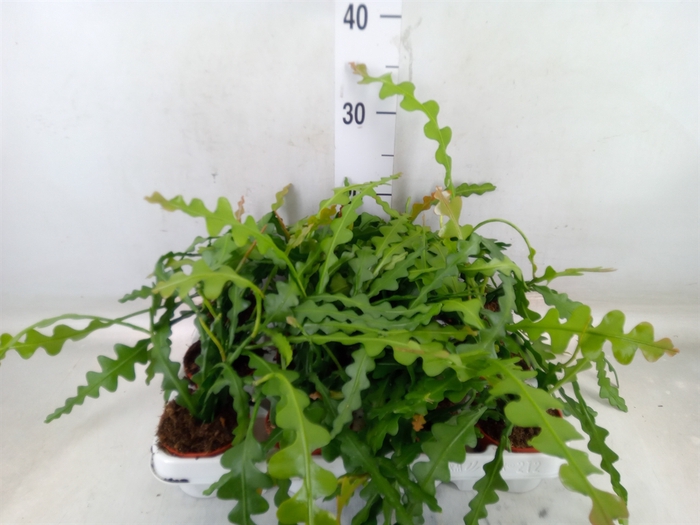 <h4>Epiphyllum anguliger</h4>