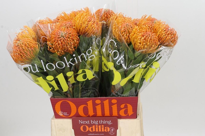 <h4>Nutans Ayoba Peach</h4>