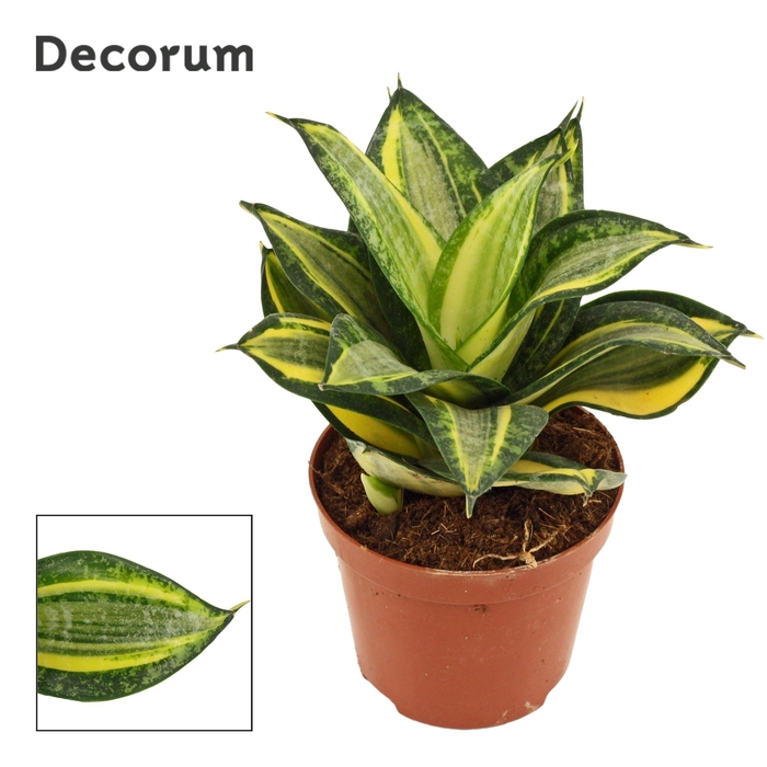 <h4>Sansevieria hahnii 9 cm Jade multicolor (Decorum)</h4>