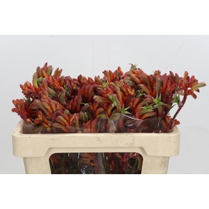 Anigozanthos Rampaging Roy Slaven