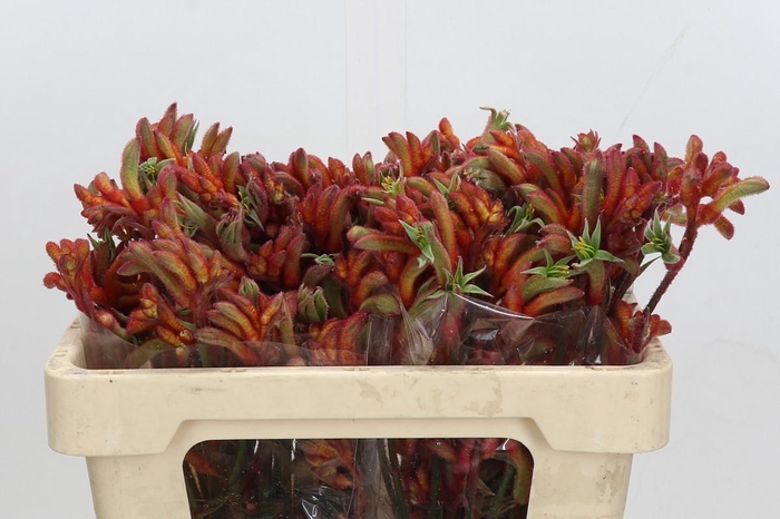 <h4>Anigozanthos Rampaging Roy Slaven</h4>