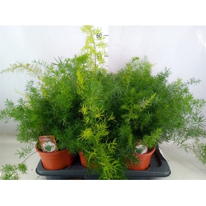 Asparagus dens. 'Sprengeri'