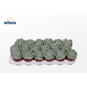 Echeveria Grey Prince