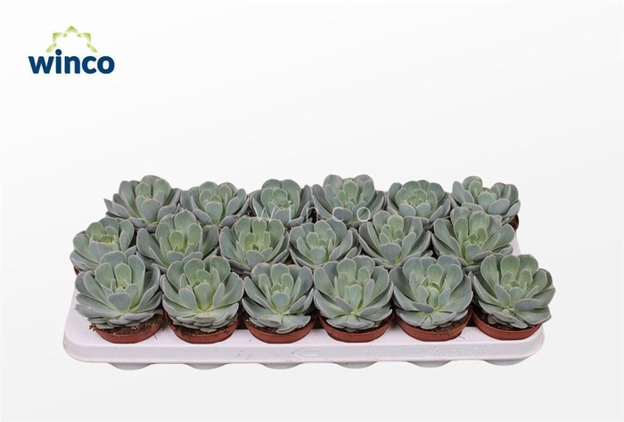 Echeveria Grey Prince