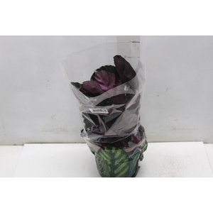 CALATHEA ROSEA PICTA CRIMSON P17