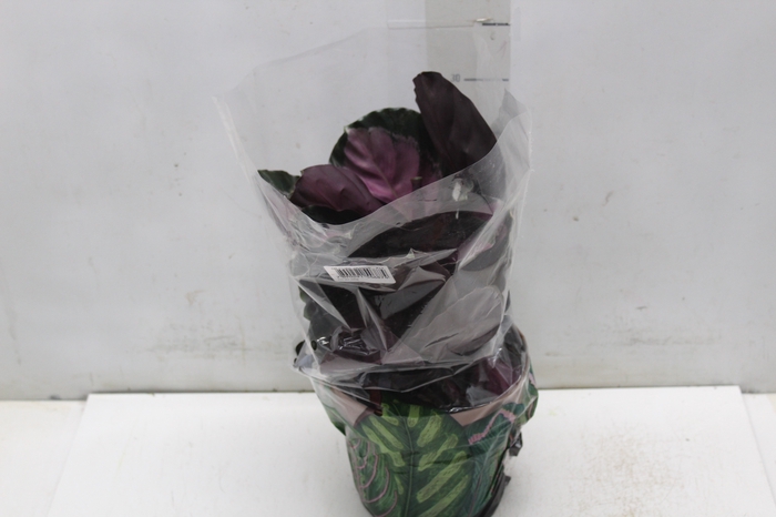 <h4>CALATHEA ROSEA PICTA CRIMSON P17</h4>
