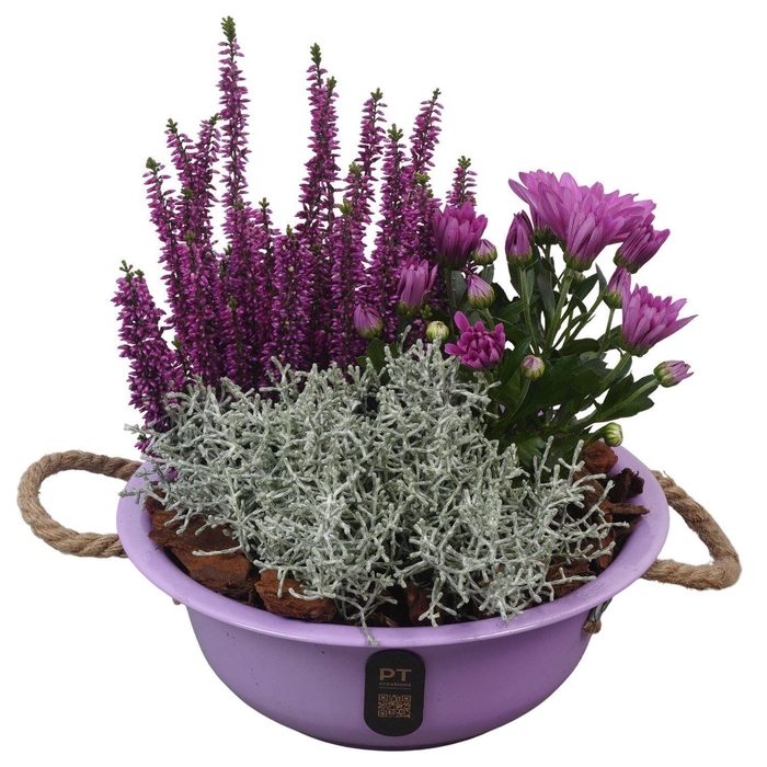 <h4>Arr.   Tuinplanten L%</h4>