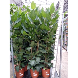 Ficus   ...