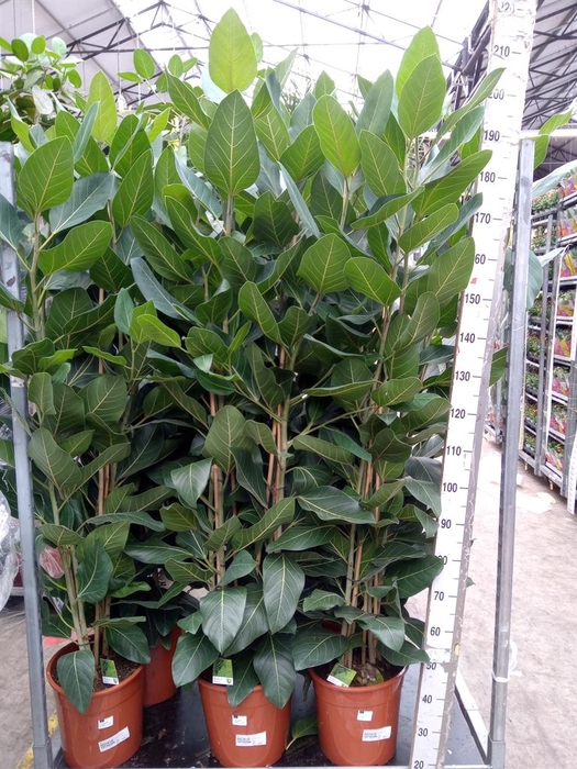 <h4>Ficus   ...</h4>