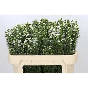 Aster Paquita