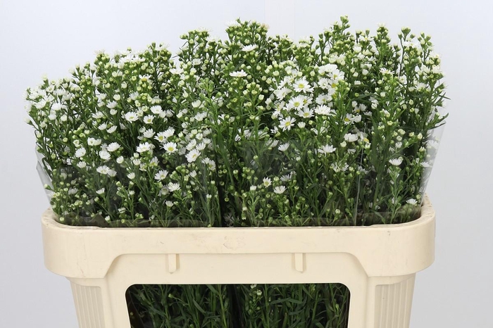 <h4>Aster Paquita</h4>