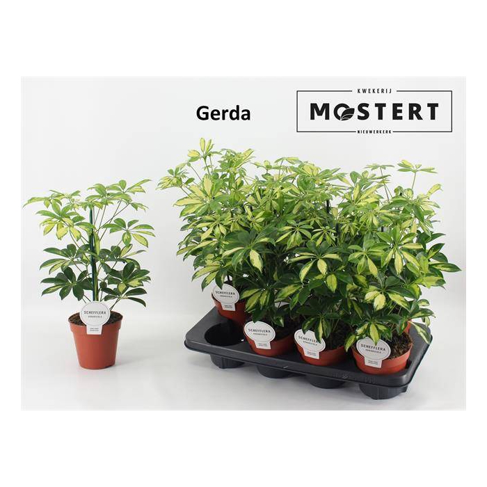 <h4>Schefflera arb. Gerda 13Ø 45cm 1pp</h4>