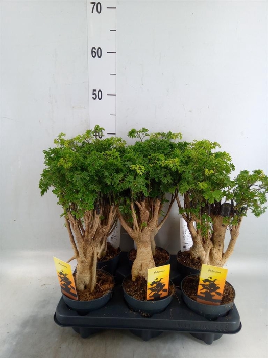 <h4>Polyscias fruticosa</h4>