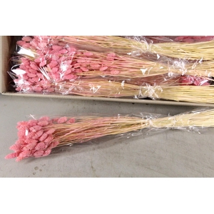 DF Phalaris Bs Light Pink 100g