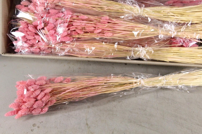 <h4>DF Phalaris Bs Light Pink 100g</h4>