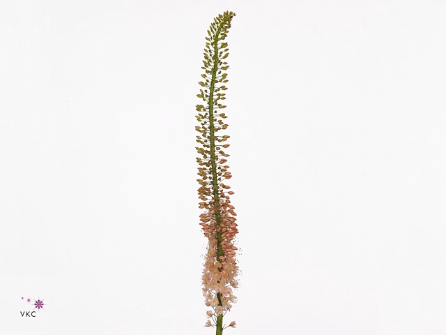 EREMURUS OASE