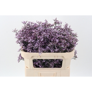Lim Saf Lilac