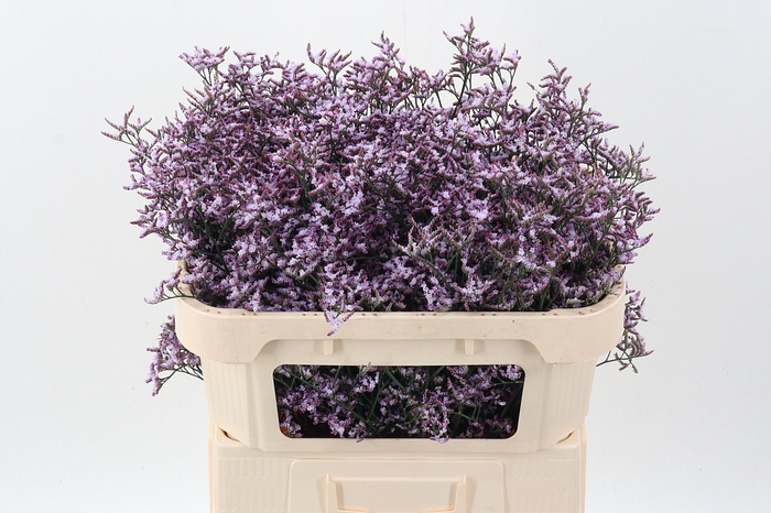 <h4>Lim Saf Lilac</h4>