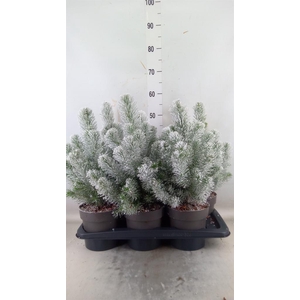 Pinus pinea 'Silver Crest'