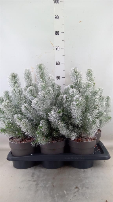 <h4>Pinus pinea 'Silver Crest'</h4>