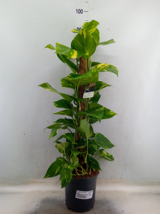 <h4>Epipremnum pinn.   ...moss stick</h4>