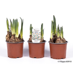 NARCISSUS INCOMPARABILIS